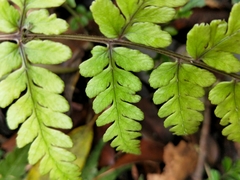 Athyrium arisanense