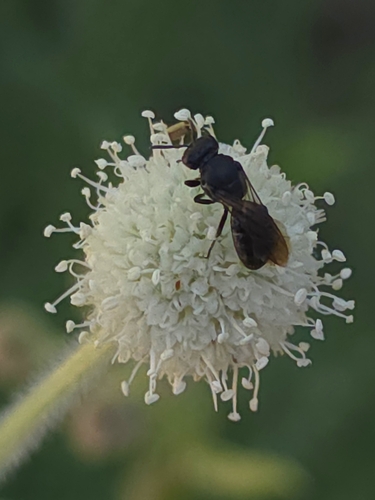 iNaturalist observation photo of Cinquefoil Masked Bee