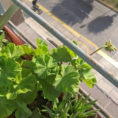 Pelargonium × hybridum