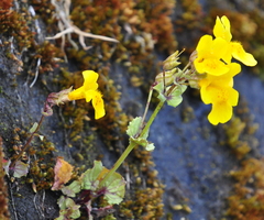 Erythranthe microphylla