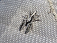 Paramarpissa griswoldi