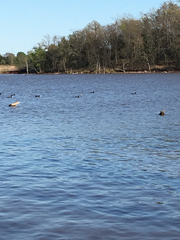 Fulica americana americana