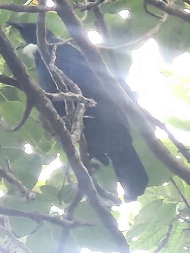 Tūī