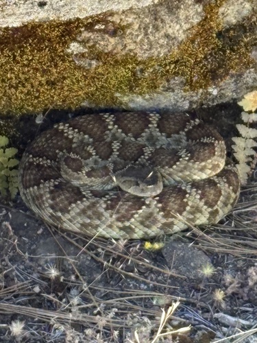 iNaturalist observation photo of Northern Pacific Rattlesnake