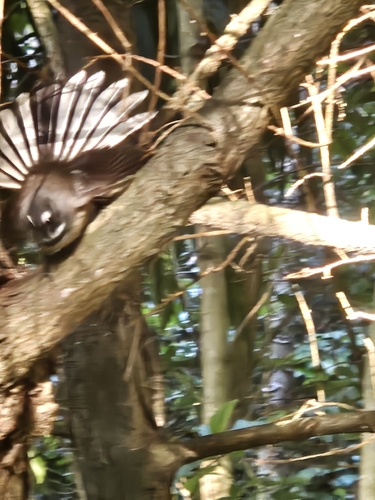 New Zealand Fantail