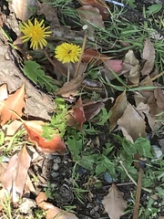Taraxacum