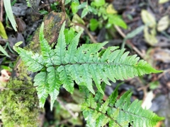 Athyrium arisanense