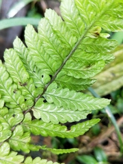 Athyrium arisanense