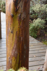 Eucalyptus subcrenulata