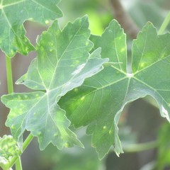Bactericera lavaterae