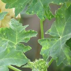 Bactericera lavaterae