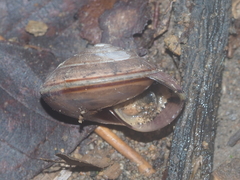Elaphroconcha