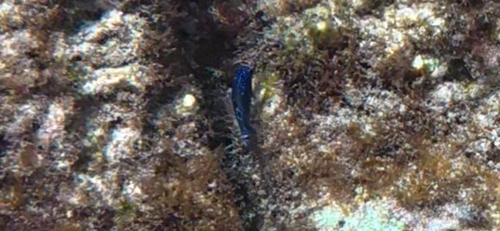 Cape Verde Gregory