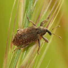 Hypera brunnipennis