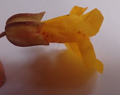 Erythranthe microphylla