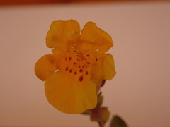 Erythranthe microphylla