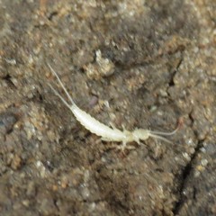 Diplura
