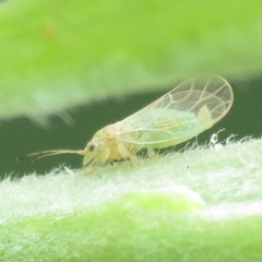 Cacopsylla alba