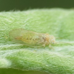 Cacopsylla alba