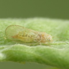 Cacopsylla alba