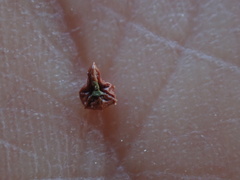 Plagiobothrys canescens catalinensis