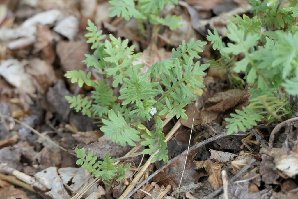 Ellisia nyctelea; photograph (c) botanygirl, some rights reserved (CC BY)
