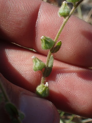 Plagiobothrys canescens catalinensis
