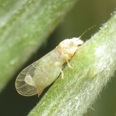 Cacopsylla alba