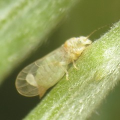 Cacopsylla alba