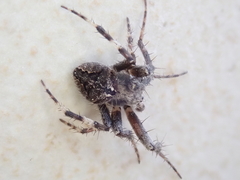 Araneidae