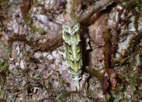 Carposina graminis observed 2026-06-20