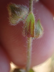 Plagiobothrys canescens catalinensis