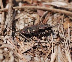 Cicindela gemmata