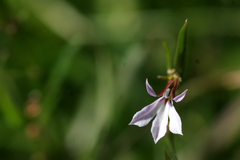 Lobelia anceps
