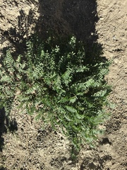 Astragalus douglasii