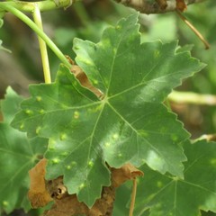 Bactericera lavaterae