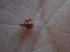 Plagiobothrys canescens catalinensis