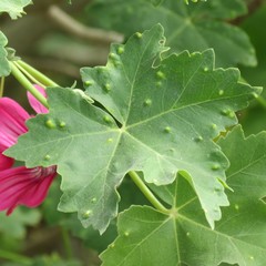 Bactericera lavaterae