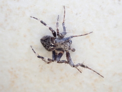 Araneidae