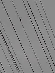 Streptopelia chinensis