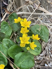 Caltha palustris