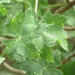 Bactericera lavaterae