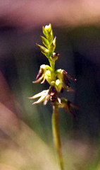 Genoplesium despectans