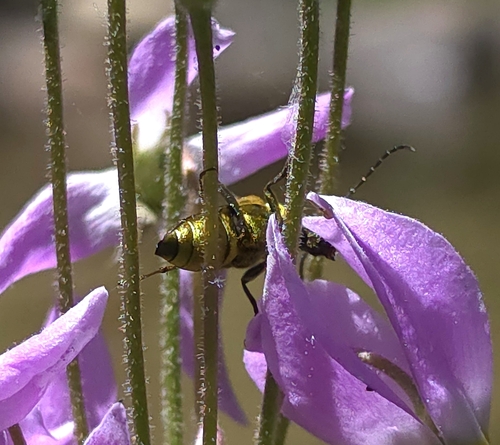 iNaturalist observation photo of Yellow Velvet Beetle