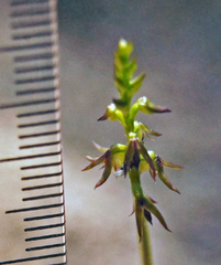 Genoplesium despectans