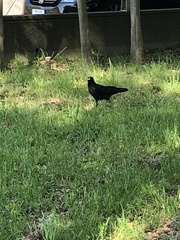 Corvus