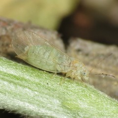 Cacopsylla alba