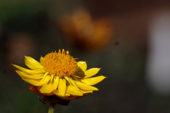 Xerochrysum viscosum