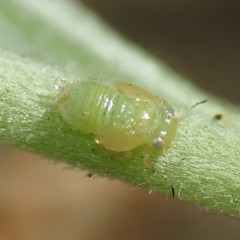 Cacopsylla alba