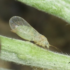 Cacopsylla alba